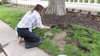 Reseeding Patchy Grass 🌿 [upl. by Cowie]