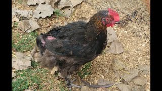 Helping Your Chickens Get Through Molt  Chickens Molting  Backyard Chickens [upl. by Ainerbas127]