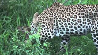 Curious Young Leopard Catches Plays with and then Kills Impala  Londolozi [upl. by Yeldua]