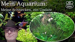 Meine Schnecken  ein Update  Mein Aquarium 40 [upl. by Levitan359]