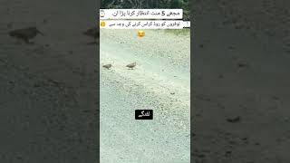 The Lafangey Birds 🐦🐦MazakMain YouTube funnyshorts newreel naveedck [upl. by Amirak315]