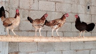 GALLINAS INDUBAN D1SPONIBLE 849 263 5972 [upl. by Bronny]