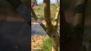 Ped ki kalam badhane ka sabse aasan tarika 🌱khedut plantgrafting tree shorts trend [upl. by Marceau789]