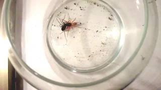 Woodlouse spider Vs unknown spider DeathMatch [upl. by Eresed]