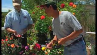 How To Prune Roses In The Summer [upl. by Regan]