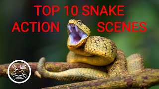 TOP 10 wild snake scenes THE BEST SNAKE ACTION snake hunt snake fight [upl. by Zabrine]