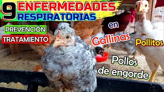 ▶ Todo sobre las Enfermedades Respiratorias que debes EVITAR 🐤🐔🐓❗  Salud y Avicultura 🐥 [upl. by Akitan405]