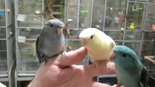 Lineolated Parakeets Talking [upl. by Bille304]