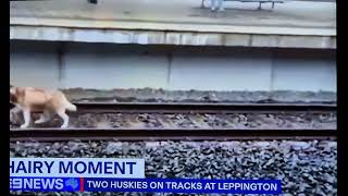 2 Husky dogs on train tracks at Leppington  they were rescued safely  26 September 2024 🐕🐕 🚆 [upl. by Regine]