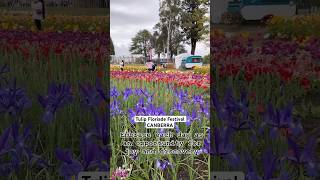 Tulip Floriade Festival  Canberra Australia nature relaxing flowers australia [upl. by Atnoed889]