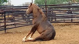 The Funniest Horses Video 🤣 Best Compilation [upl. by Isnyl10]