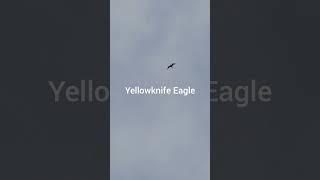 💎 Yellowknife birds  Sambe Ke Park yellowknife indigenous eagle nwt birdslover [upl. by Ytisahcal]