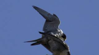 PEREGRINE FALCON Double COPULATION 💗 Bird of Prey Mating  Falco peregrinus [upl. by Kristal]