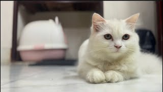 Kitten playing with Toyman cat catvideos cute funnyanimal catplaying playingcat [upl. by Schargel821]