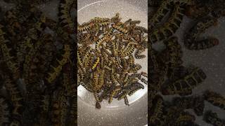 Cooking Mopane WORMS africanfood easyrecipe cooking [upl. by Amar]