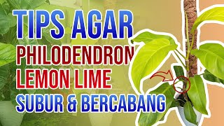 Tips Agar Philodendron Lemon Lime Subur dan Bercabang [upl. by Dorsy]