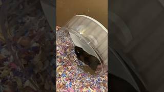 Syrian Hamster niteangel hamster exercise wheel shorts shortsfeed hamsters [upl. by Okime]