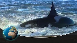 Patagonia Coast of the killer whales [upl. by Kieger]