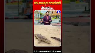 125 మొసళ్ళకు కరెంట్ షాక్ రేపటికోసం  1tvnews  ytshorts ytstudio  ytshortsviral  crocodiles [upl. by Ytak]