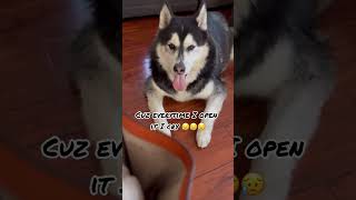 After a trip to Petsmart and the vet dogparent siberianhusky funnyvideo dogvideo huskylife [upl. by Northway376]