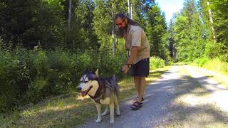 Dem Hund das Ziehen an der Leine abgewöhnen  Hundeerziehung  Hundeausbildung  Nature Trails [upl. by Lamak]