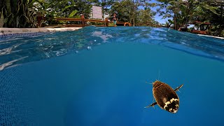 Water beetle in the swimming pool  diving beetle [upl. by Aihsak]