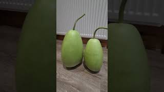 Gul Lau banailo mure boiragi ROUND LAU 2024LAUKODUBANGLA LAUBOTTLE GOURD [upl. by Adnawat]