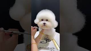 Bichon Haircut petgroomingpuppy petshears [upl. by Kristianson887]