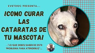 ¡COMO CURAR LAS CATARATAS EN PERROS Y GATOS [upl. by Giliana]