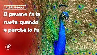 Il pavone fa la ruota quando e perché lo fa 🦚 Amoreaquattrozampeit [upl. by Chappy]