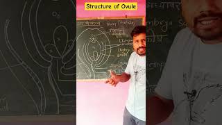 🌾🍁🍁🌾🥀🌼🍄🌸Structure Of Ovules🌼🌼🌸🌸 एकदम आसान भाषा में [upl. by Nimsaj95]