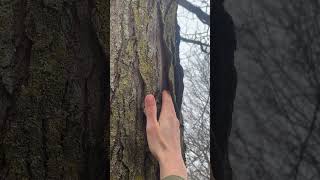 Eradicating Honey Locust trees [upl. by Ille]