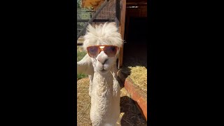 Can llama be your next pet Llama song shorts [upl. by Ahsinev]