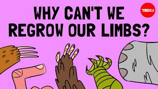 How do animals regrow their limbs And why cant humans do it  Jessica Whited [upl. by Gale]