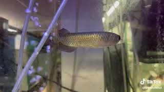 🐉 Jardini Arowana Scleropages jardinii 🐉 [upl. by Ednew]