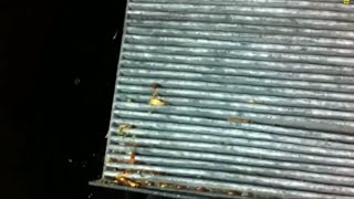 SKODA OCTAVIA 2  VW GOLF 5  INNENRAUMFILTER POLLENFILTER WECHSELN  Cabin Air Filter change [upl. by Ynatil]