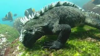 Swimming Marine Iguanas  Galapagos  BBC Earth [upl. by Spark]