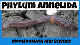 Phylum Annelida Characteristics [upl. by Ariadne368]