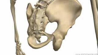 Bones of the Pelvis  Hip Bones  Anatomy Tutorial [upl. by Atinuj943]