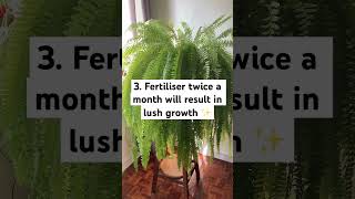 Boston Fern Care Guide bostonfern fern indoorplants [upl. by Ardine19]