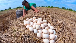 wow wow collection many duck eggs on the straw at field near the village by hand a farmer [upl. by Adnuhsat]