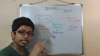 Episome  genomic DNA and plasmid in conjugation [upl. by Mcclary]