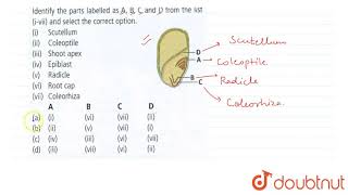 Given figure represents longitudinal section of a monocotyledonous embryo [upl. by Kenji]