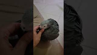 Chikkuttan 💓💓 Malayalam talking parrot  African grey parrot shortsvideo shorts [upl. by Donell]