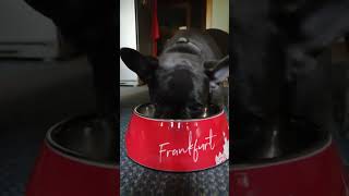 Lillifee alias Dyson 😂 bullylife dyson hunger essen fressen frenchbulldog hund [upl. by Issi318]