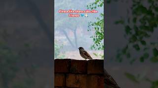 Sparrow nest । Sparrow house। Sparrow sound। Sparrow voice। Sparrow video shorts [upl. by Raclima955]