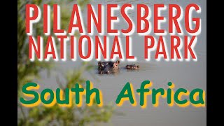 2023 South Africa Pilanesberg National Park [upl. by Allayne]