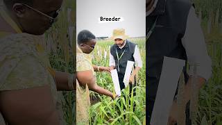 Pearl Millet Crossing Demo to Namibian Scientist’s at ICRISAT 🇮🇳 🇳🇦 🌱iym2023 shorts crossing [upl. by Oilicec541]