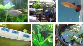 Lots of Guppy Strains amp Other Fish  Hawaiian Outdoor Fish Room amp Backyard [upl. by Laen]