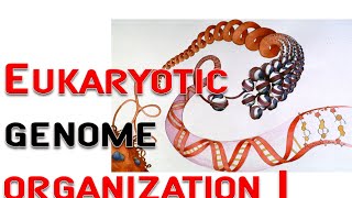 Eukaryotic genome organization 1  chromosome nucleosome [upl. by Aesoh]